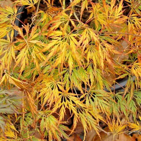 12 JULIAN'S WEEPING JAPANESE MAPLE SEEDS Acer palmatum 'Pendulum