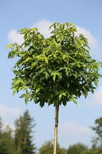 Liquidambar styraciflua Gumbal, Amberbaum, Höhe:170-180 cm,  Kugelbaum mit Stamm