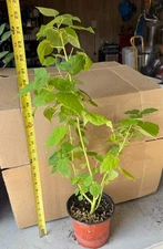 Hardy Hibiscus cross: Pink Swirl x Blue River II