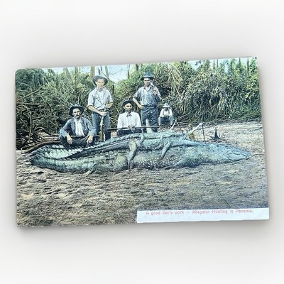 Antike Panama Postkarte Alligator Jagd ''A Good Day s Work'' - Maduro Jr um 1910