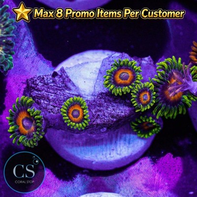CS Eagle Eye Zoa - WYSIWYG Live Coral