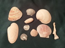 Lot of 10 Natural Shells Various Colors Crafts Decor 1"-3.5"