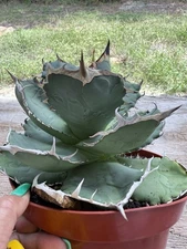 Agave titanota Oteroi Dwarf 8” Pot Amazing White Thick Spines