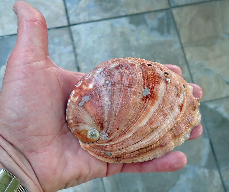 RED STRIPED ABALONE MOTHER OF PEARL SEASHELL FOR DECORATIONS JEWELRY OR SMUDGING