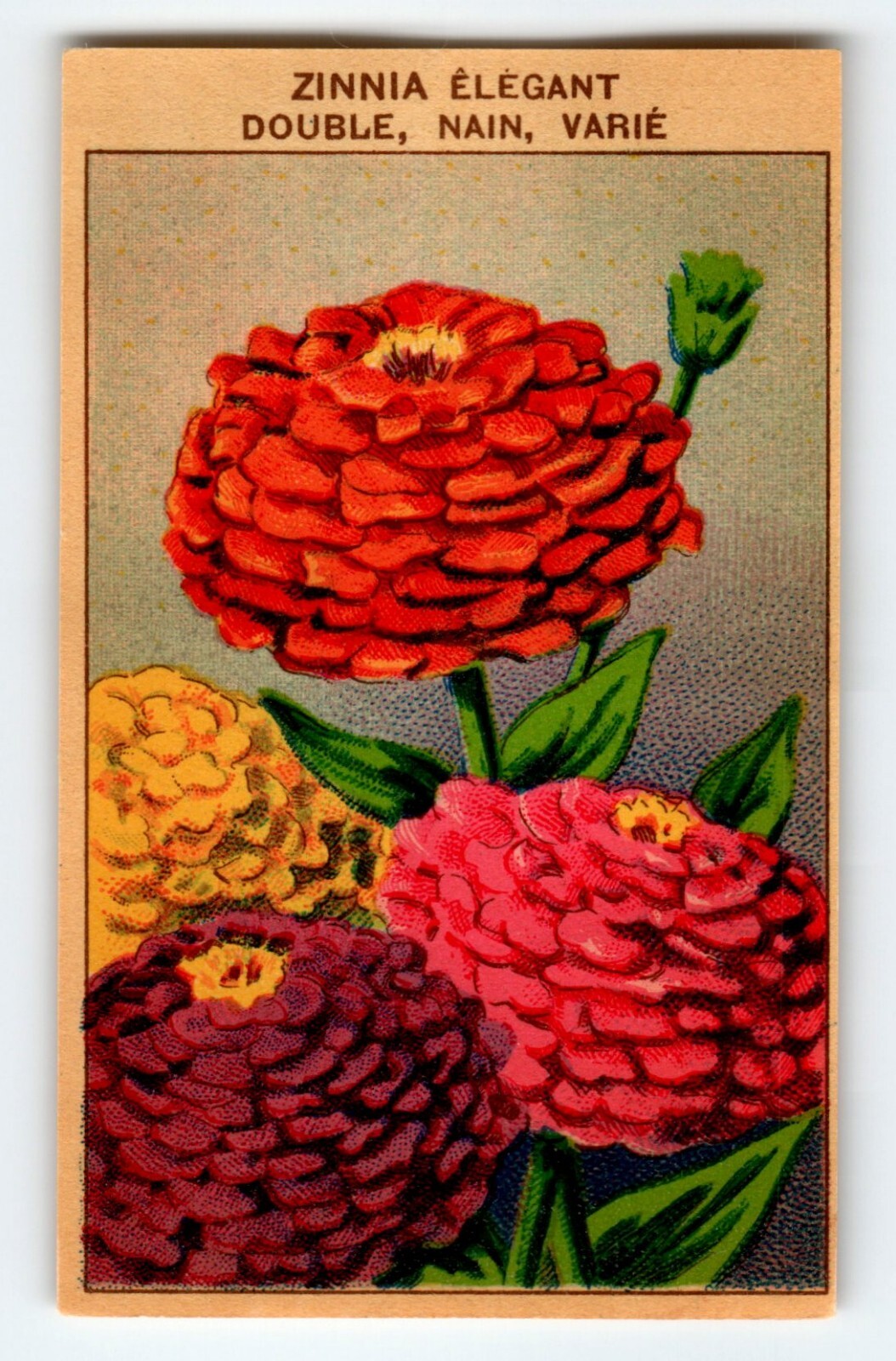 1920's Flower Art Print ZINNIA ELEGANT Lithograph Original Vintage For Seed Pack