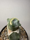 Echinocactus Glaucus Inermis #236 Grafted Rare Live Cactus Plant — photo 9