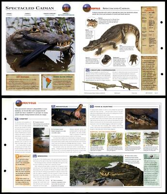 Spectacled Caiman #25 Reptiles - Wildlife Explorer Fold-Out Card