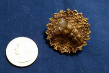 Western Rattlesnake Rattle and Concho style Hat Tac made in USA