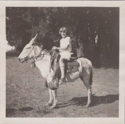 Trick Horses Santa Clara County 1921 Donkey Ride Young Girl Original Photo