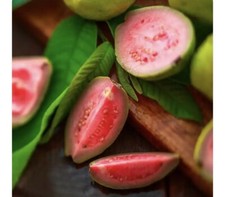 Árbol de guayaba injertado en maceta árbol orgánico, fruta súper dulce