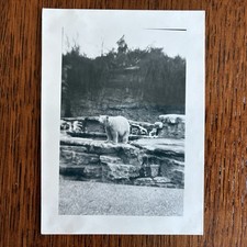 1940s Polar Bear standing on rock Forest Park Zoo St Louis Missouri ? vintage MO