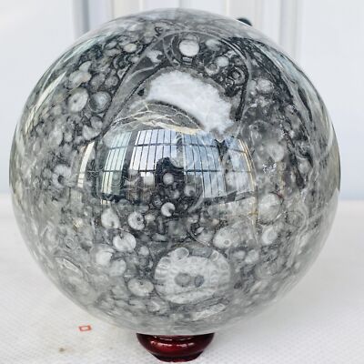 Natural Insectconch fossil crystal Ball Quartz Crystal Sphere Reiki Healing2980G
