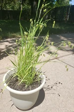 Greater Quaking Grass/ briza maxima ornamental grass (40 seeds) - Free Shipping