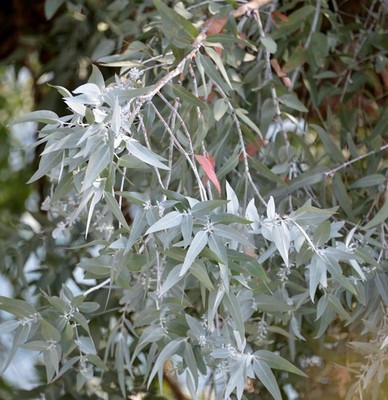 Echter Eukalyptus France Bleu  40-60cm - Eucalyptus gunnii