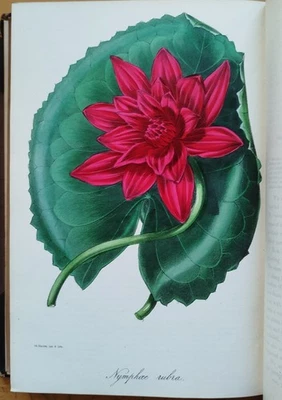 Paxton Magazine of Botany Botanik Pflanzen 48 kolorierte Tafeln Vol.XI - 1844 - Bild 1 von 4