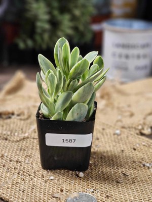 Crassula ' Variegated Money Maker' - 2'' Pot (Rooted) - Actual Item - As-Is! 1587