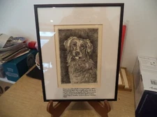 GOLDEN RETRIEVER Etching by Gauthier/Parker Signed #46/300, 10 1/4" X 8 1/4"