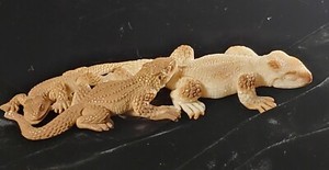 Vintage Zuni NM Fetish Carving Fluorite Agate Alligator Lizards Figurine