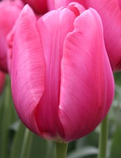 14 PRE-CHILLED Van Eijk Darwin Hybrid Tulip Bulbs - Ready to Bloom