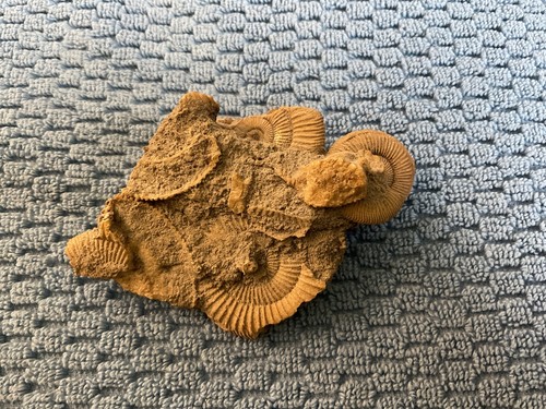 Sea bottom fossil cluster. Displays well from every angle.