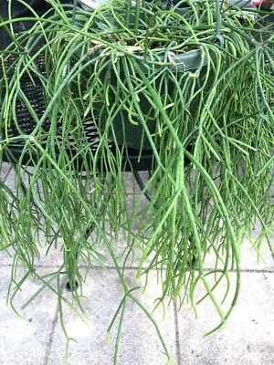 RHIPSALIS QUELLEBAMBENSIS...VERY UNIQUE 5 FRESH CUTTINGS! Hard to Find!!