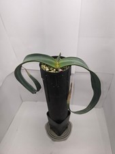 Welwitschia mirabilis - 1 year old seedling