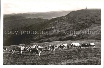 Feldberg Black Forest Cattle Pasture Cows Bismarck Monument and Grueble