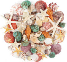 Sea Shells Mixed Ocean Seashells, 1.2"-3.5" Various Sizes Beach Seashells and Na