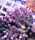Red Acropora Frag Zoanthids Zoa Paly SPS LPS Corals, WYSIWYG — photo 2