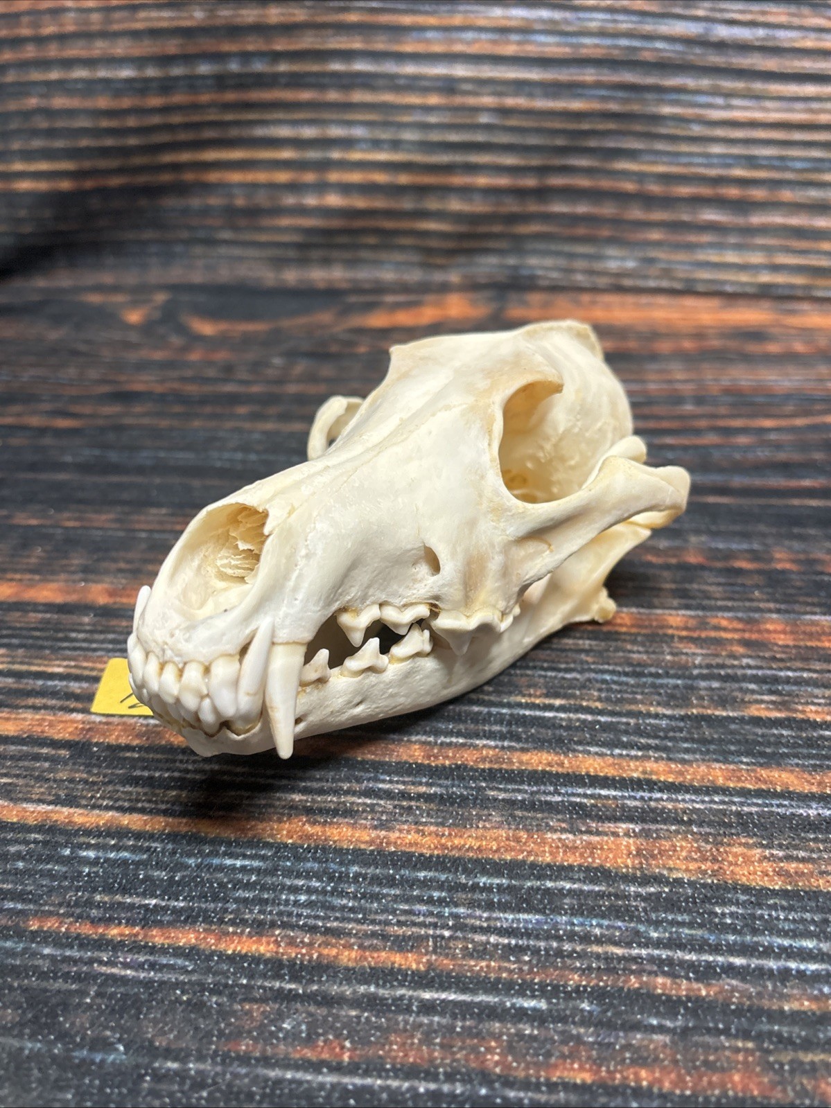 Coyote Skull Animal Mount Man cave Western Decor Craft Unique Gift Yard Lawn Art