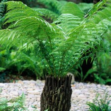 Tree Fern Dicksonia antarctica 17cm