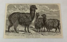 1885 book engraving ~ ALPACA or Paco