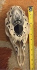 Skull White Tailed Deer Doe Hand Painted OOAK — photo 2