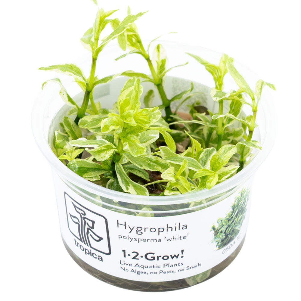 Tropica Hygrophila Polysperma White 1-2-Grow - Live Aquarium Tissue Culture Plan