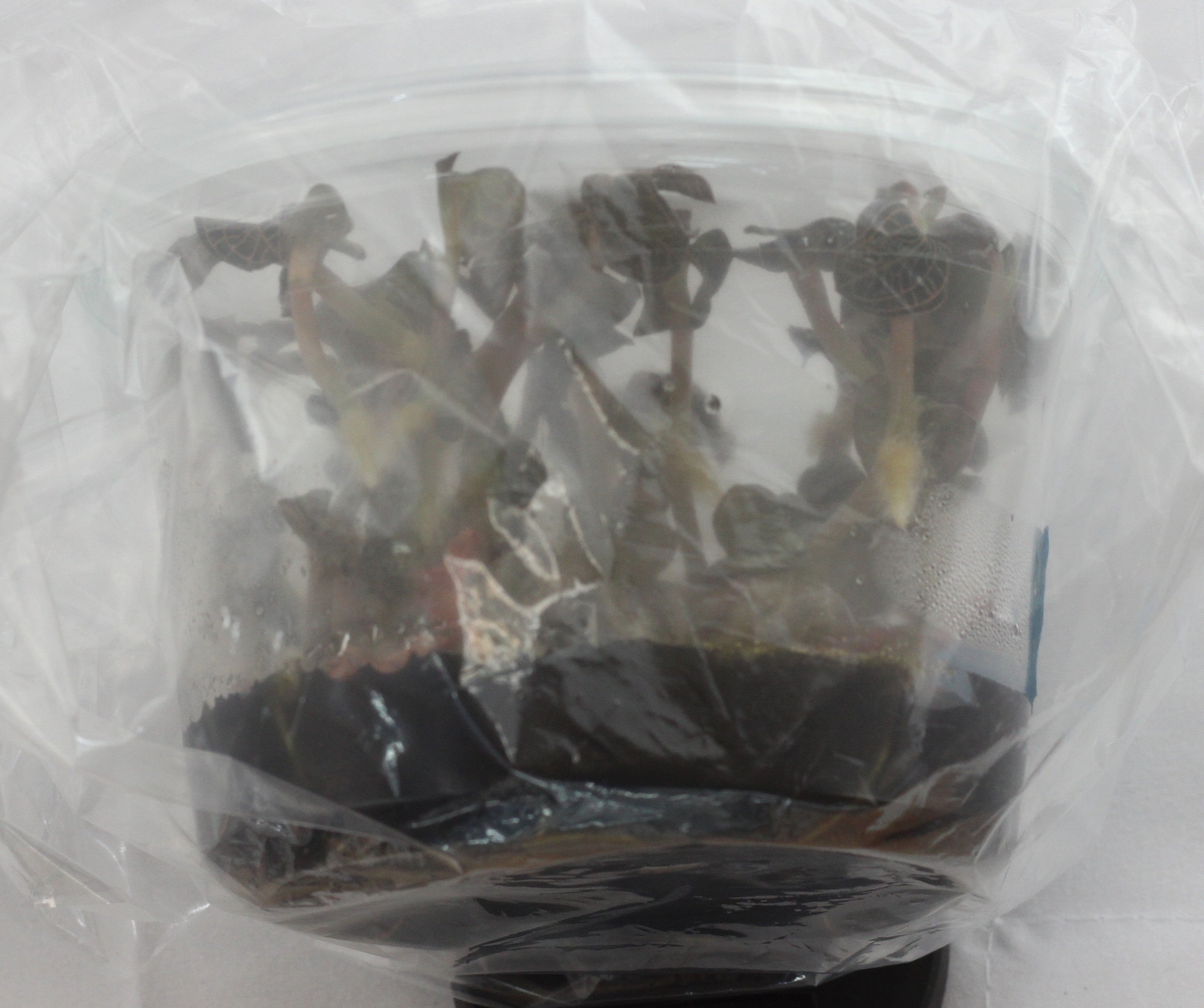 FLASK Anoectochilus albolineatus — Jewel Orchid St. John's Institute