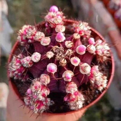 CACTUS PLANT Pianta di cactus succulenta 6 cm Gymnocalycium Mihanovichii Friedrichi pianta viola