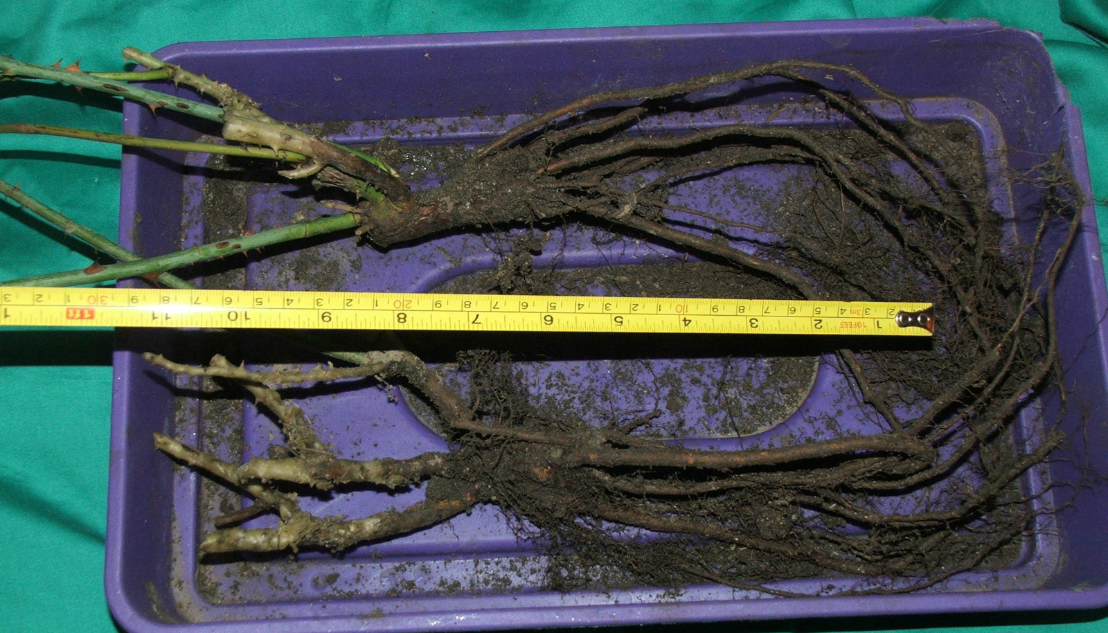 YELLOW climbing rose HARDY PERENNIAL CLIMBER FRAGRANT BLOOMS TRANSPLANT