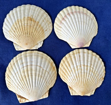 Lot Of 4 Large Natural Scallop Seashells 5" For Baking, Crafts, Nautical Decor