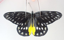 PI5510. Unmounted butterflies: Delias sp. North Vietnam. New area!!!!!!!!!