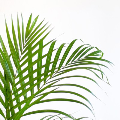 Areca-Palme (Dypsis) mit Lissabon-Korb Weiß - 100cm - Ø21cm Zimmerpflanze