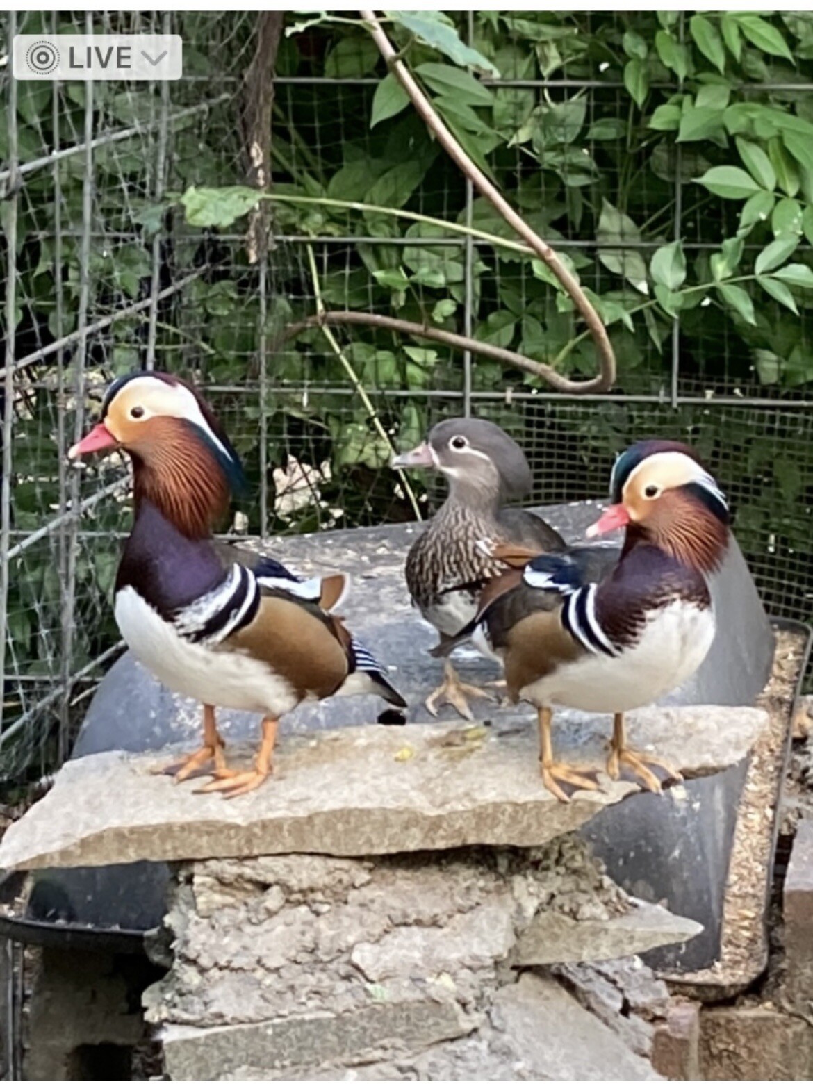 6 Mandarin Duck hatching eggs eBay