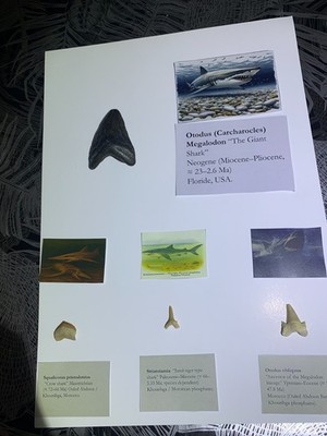 Konvolut 4 fossile Zähne - Prähistorische Haie (Megalodon, Otodus, Squalicorax