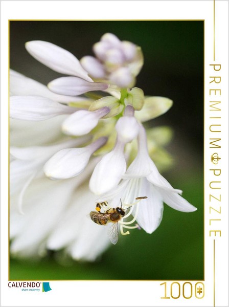 Calvendo Puzzle Hosta Flowers | 1000 Pieces, Finished Size 25.2 × 18.9 In (64 ×-image