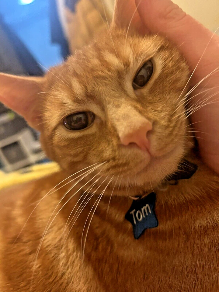 Cat Kitten ID TAG ✦ Personalised ENGRAVING! Cats collar name Discs smallest size - Image 4 of 4