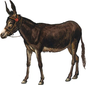 Donkey Self Adhesive Vinyl Sticker