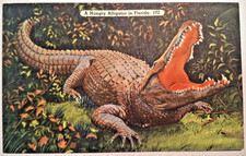 Postcard A Hungry Alligator in Florida