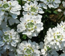  400 seeds Candytuft Iberis am. Empress white+4"FREE PLANT LABEL