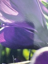 12 Flowering PURPLE CROCUS Flower Record Spring Garden Autumn Hardy BULBS