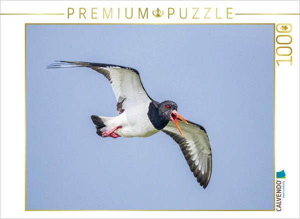 Calvendo Puzzle Austernfischer | 1000 Teile Lege-GrößE 64 × 48 Cm Foto-Puzzle Fü-image