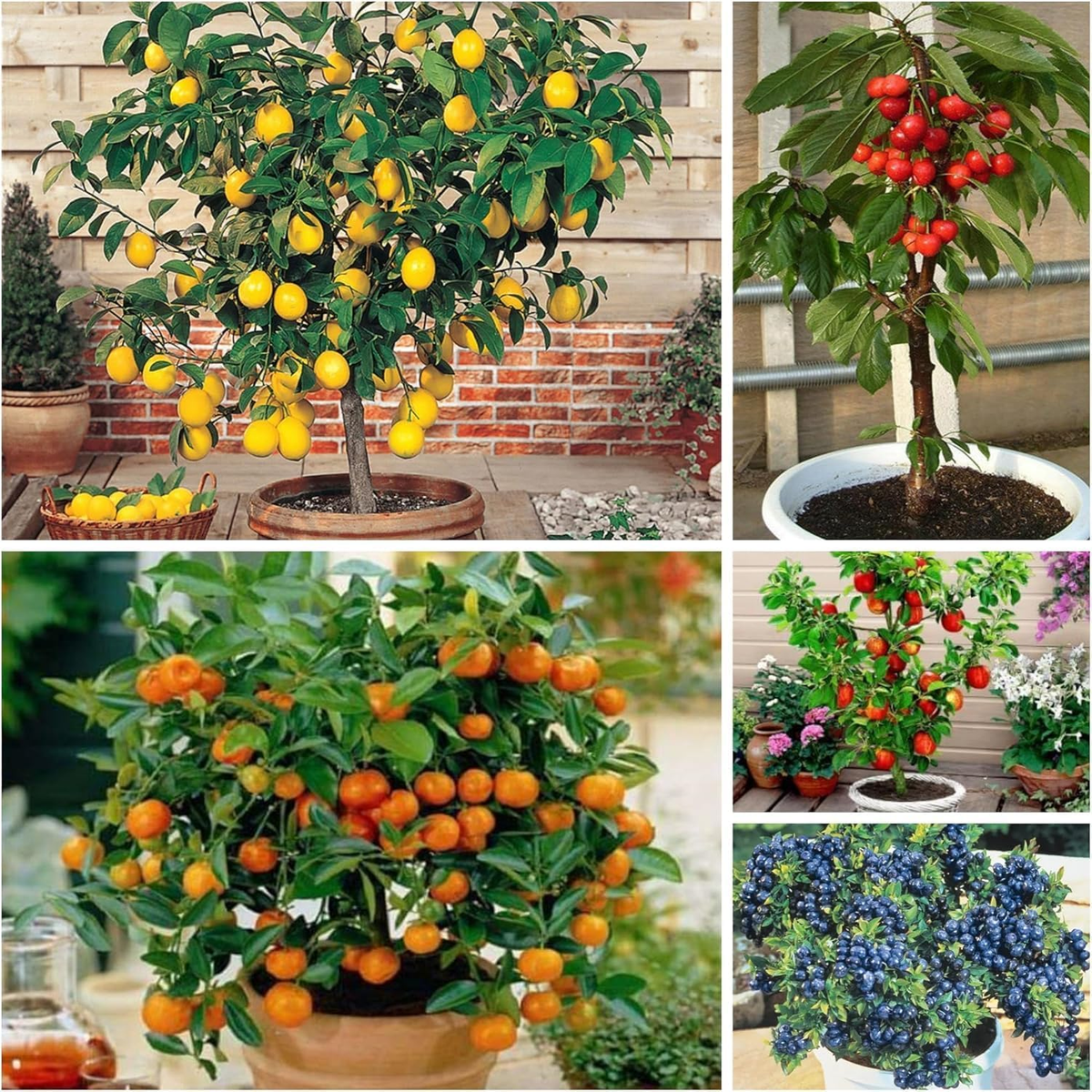 brush cherry bonsai Live Brush Cherry Bonsai